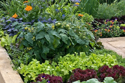 Vegetables, edible flowers and companion plants in raised bed garden.