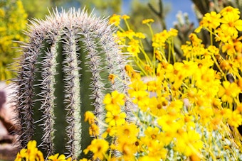 Saguraro Cactus with yellow flowers