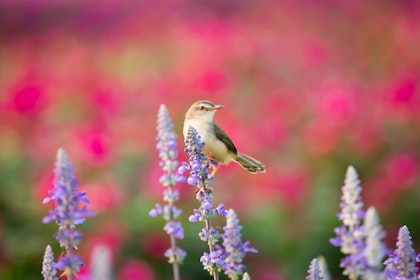 Bird on purple salvia plant.