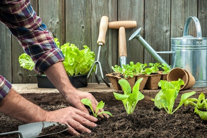 A man planting lettuces in the soil of a raised bed garden, surrounded by gardening tools.