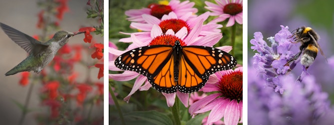 Three different pollinators. Hummingbird feeding off of a red salvia; A Monarch Butterfly on Echinachea and a Bee on Lavender