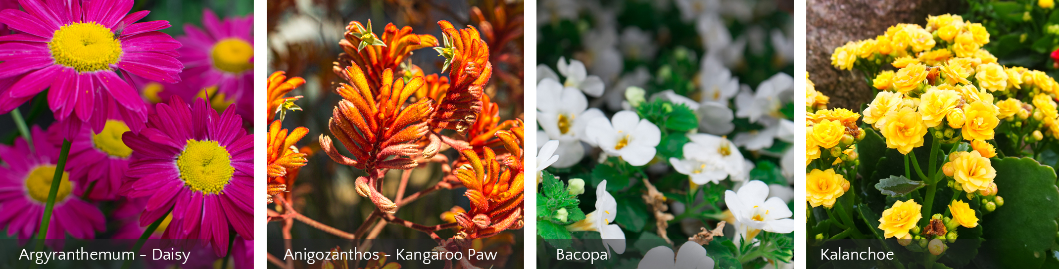 Four flowering perennials beginning with Argranthemum Daisy, Anigozanthos Kangaroo Paw, Bacopa and Kalanchoe