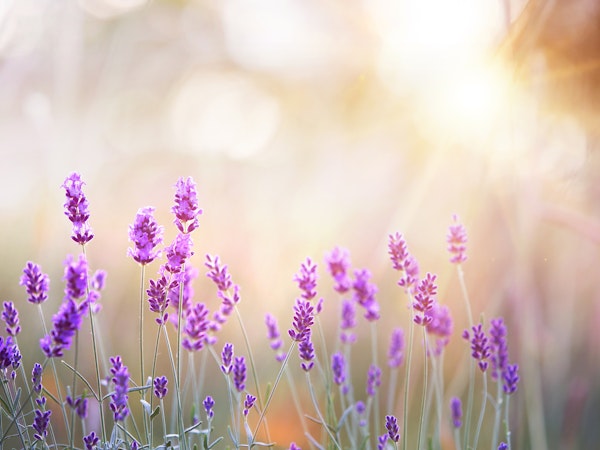 Lavender in a field in the sun