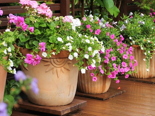 Potted plants with assorted colorful blooming plants in multiple pots in a row on a patio or deck