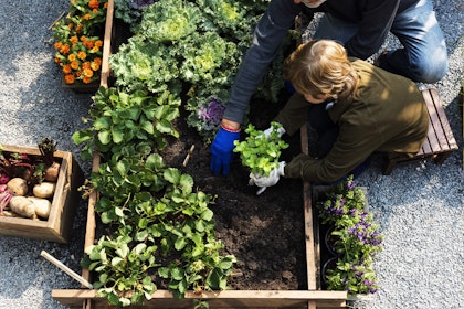 Photo of boy planting vegetables in a raised garden bed with an adult helping him.