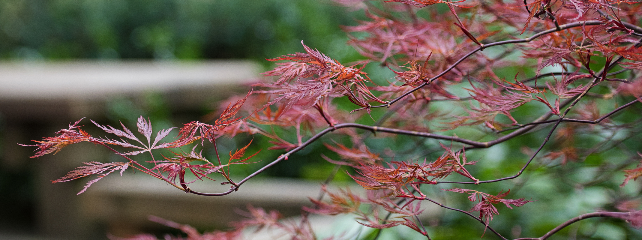Japanese Maple tree branches close up
