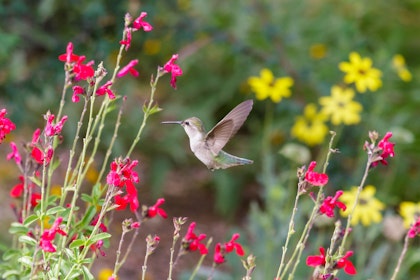 Hummingbird in Garden with Autumn Sage  (Salvia greggii) 