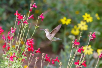 Hummingbird in Garden with Autumn Sage  (Salvia greggii) 