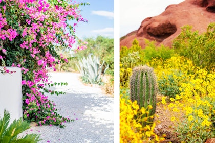 Two images: 1 desert landscape with white adobe wall, pink bougainvillea, agave and palm; the other photo a desert landscape with clay hill, cactus and yellow flowers and desert shrubs