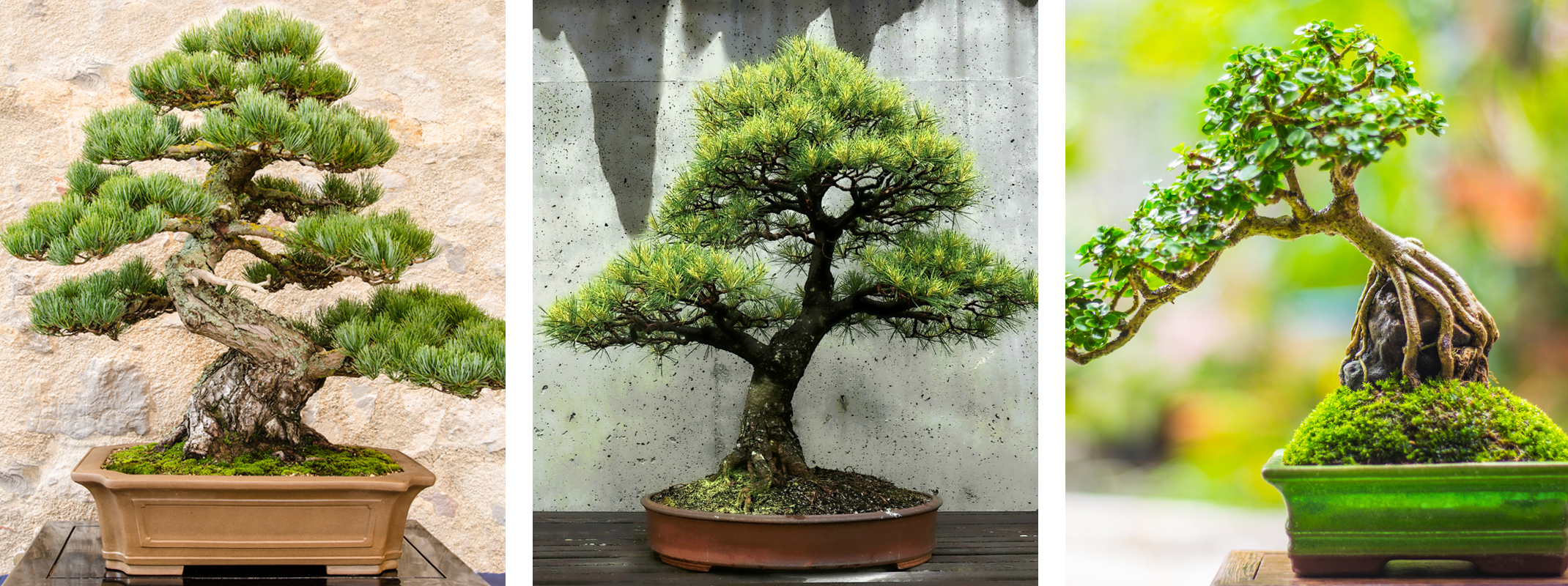 Bonsai Trees - 3 different styles