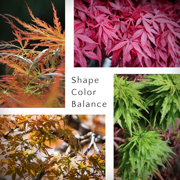 Japanese Maples with 4 different varieties: Chantilly Lace, Bloodgood, Akita Yatsubusa, and Tattoo with the words Shape, Color, Balance