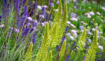 Assorted perennials that compliment each