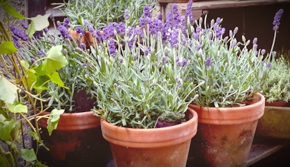 Potted common English lavender