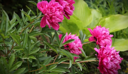 Pink peonies in garden with hosta in background