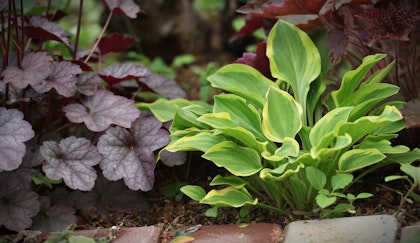 Perennials that thrive in the shade, which include hostas and heuchera.