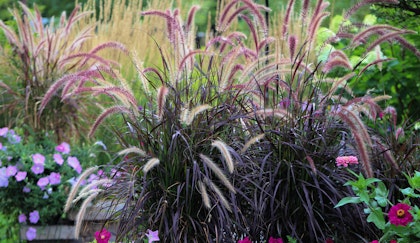 Ornamental grasses surrounded by complimentary flowers