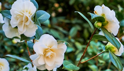 Creamy white Camellia shrub with lovely blooms