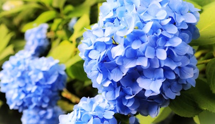 Blue Hydrangeas blossoms up close