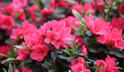 Dark pink Azalea shrub up close to show brilliant blooms and deep green foliage