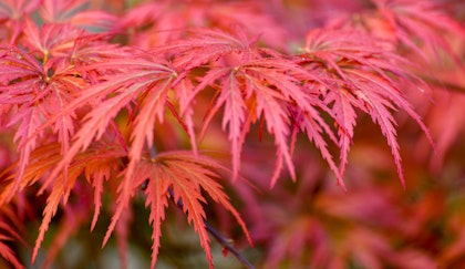 Japanese Maple red branch close up