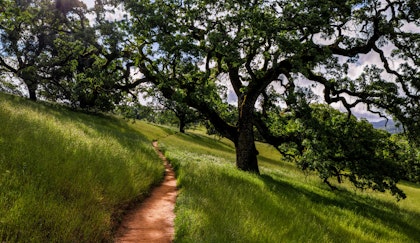 California Oak tree on the side of a rolling hill of grass casting a nice shadow and providing shade with a walking path next to it