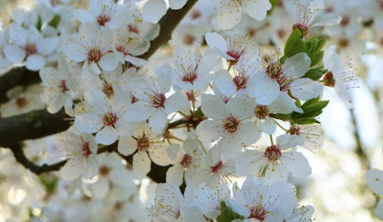 Flowering Akebono Cherry tree branch close up