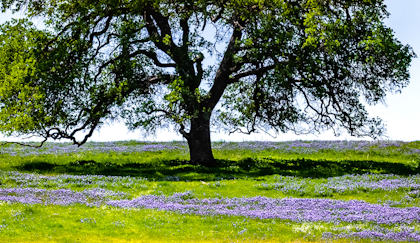 California Oak tree in meadow of purple flowers