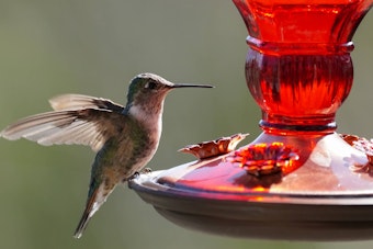 Hummingbird on red hummingbird feeder