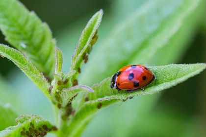 Lady bug on leaf with aphids nearby