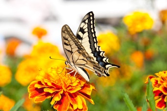 Swallowtail Butterfly on Marigold