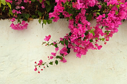 pink bougainvillea growing on white wall