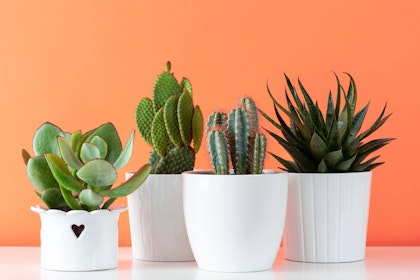 four potted succulent and cactus plants in white pots