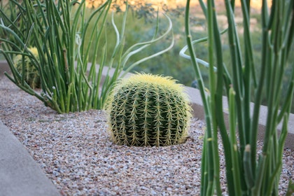 firestick succulents with golden barrel cactus planted in landscape border with pebbles