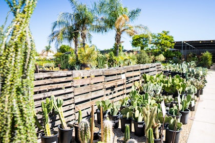 A wide variety of cactus plants in a row against a wooden fence in SummerWinds Nursery