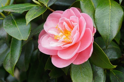 camellia