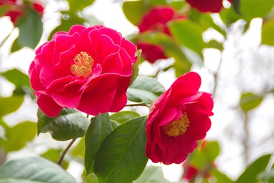 Camellias