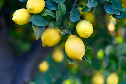 Closeup of numerous lemons growing on a tree