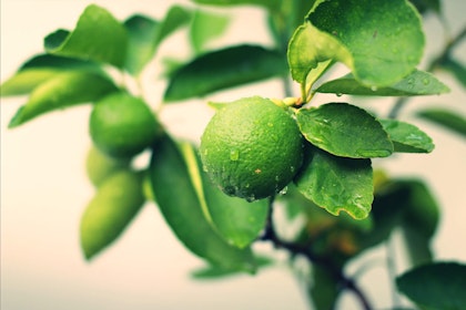 A closeup of citrus fruit growing on a tree.