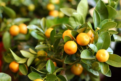 Tangerines growing on a tree