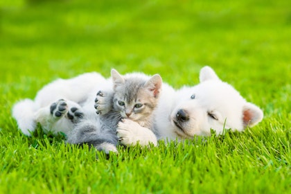 kitten and puppy laying on lawn