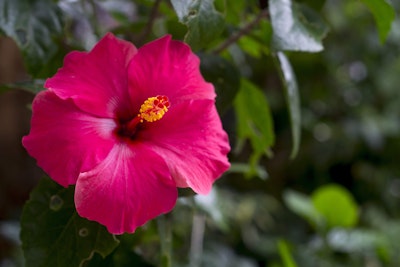 Deep Pink Hibiscus Flower