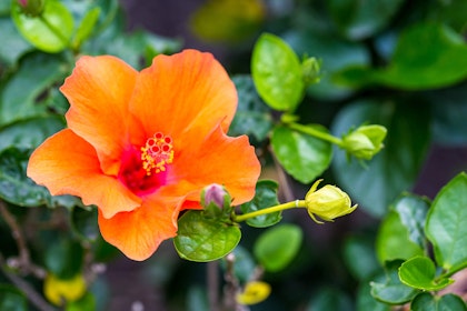 Orange Hibiscus Flower