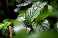 Calathea Orbifolia Houseplant.