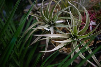 Air plants