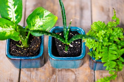 a variety of three different houseplants all potted in small blue pots