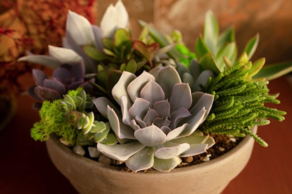 Assorted succulents in a container pot