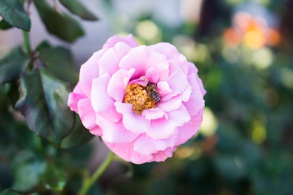 Closeup of Angel Face Rose with bee