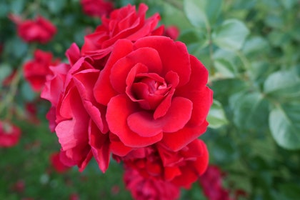 Closeup of Don Juan Roses in garden
