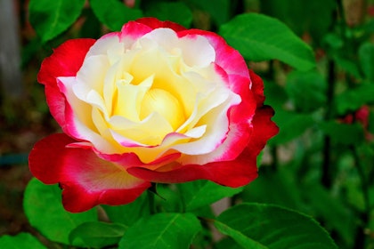 Closeup of Double Delight Rose 