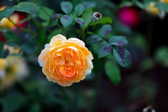 Julia Child Floribunda Rose